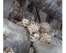 浙江保水膜免割袋